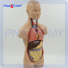 PNT-0320 Menschliches anatomisches Torsomodell von 50cm mit 12 Teilen, geschlechtslosem anatomischem